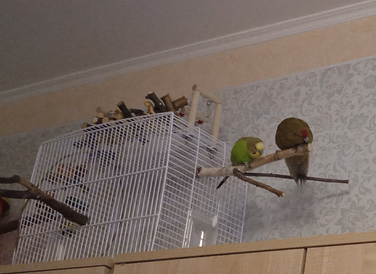 Это Шурочка перед ней танцует, весь из себя, а она просто грызет палку. Вот так... 