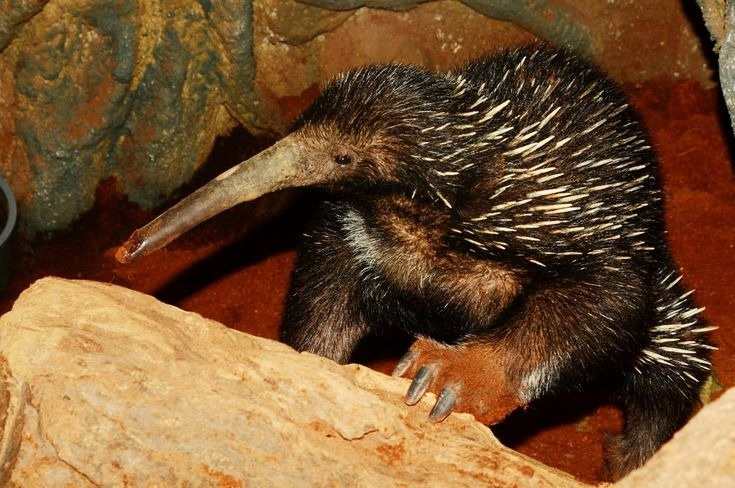 Идеальный житель из другого мира. Что он забыл на нашей планете? 