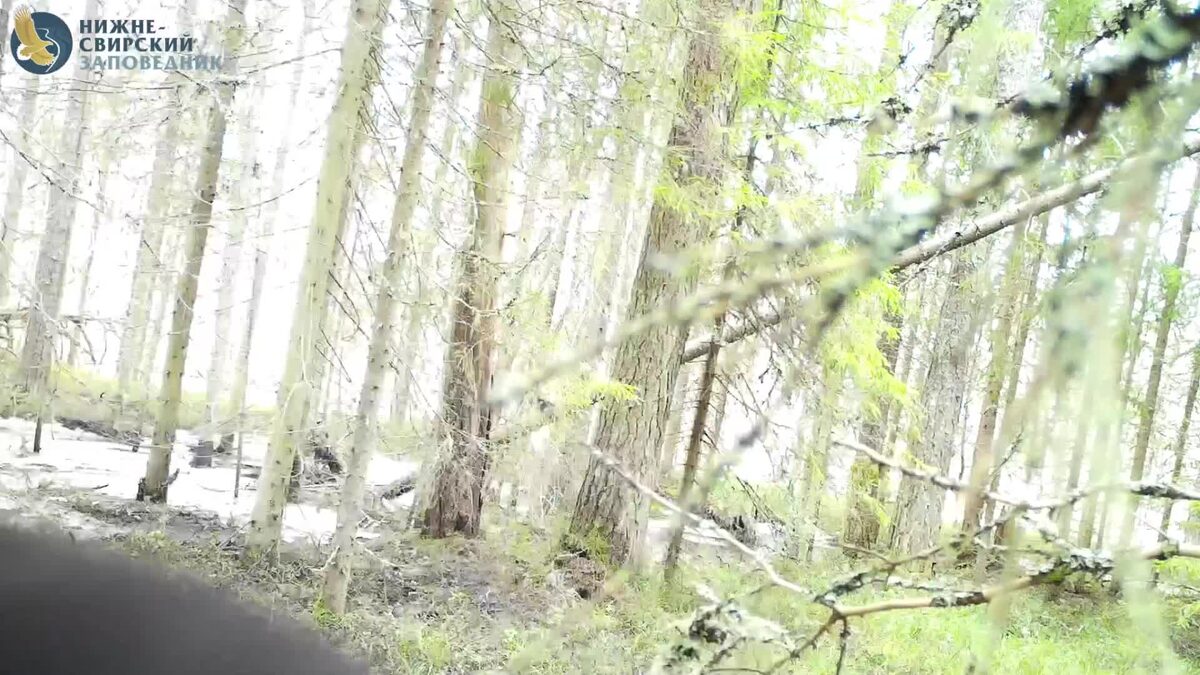 Фото: vk.com/club52581361/Нижне-Свирский государственный заповедник