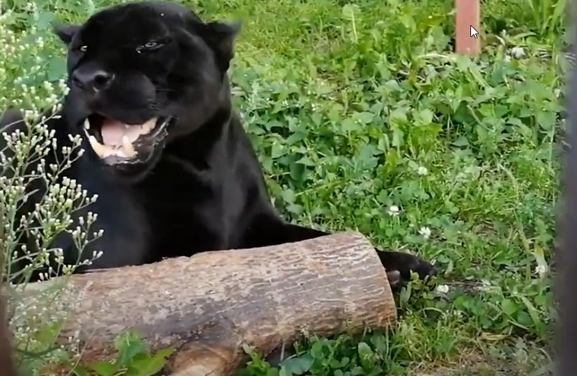 ЗАГАДОЧНЫЙ И НЕПРЕДСКАЗУЕМЫЙ ХАРАКТЕР ЯГУАРА. ПЯТНИСТЫЙ ТРЕУГОЛЬНИК.