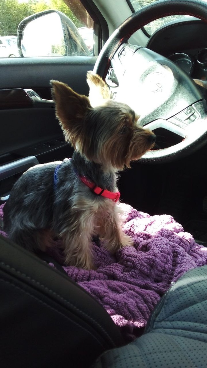 Штурманёнок Лаки