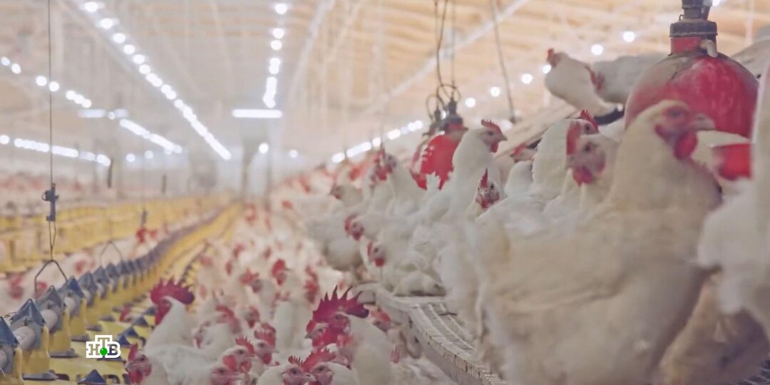 Курица убивает: почему считавшееся диетическим мясо объявили опасным