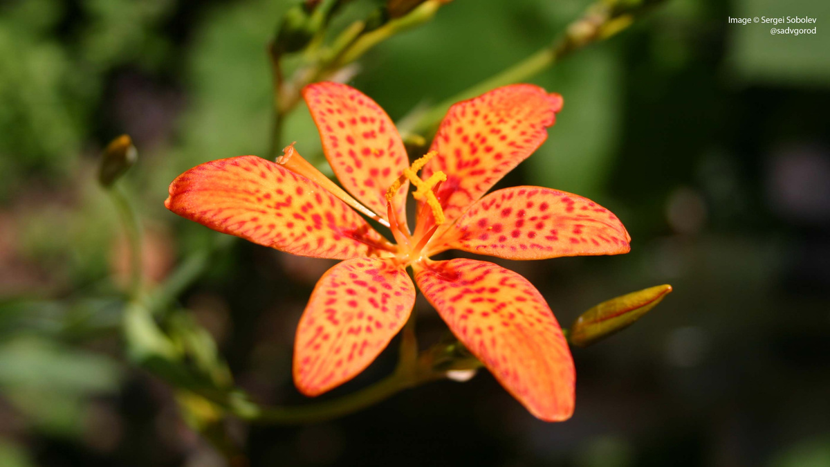 Плоские цветки беламканды китайской (Belamcanda chinensis).