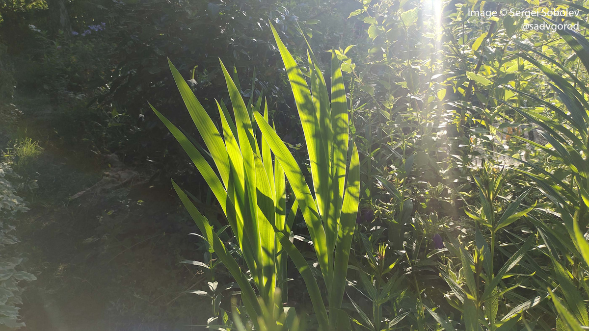 Листья Беламканды собраны в плоские веера (как у ирисов), но окрашены в зелёный цвет.