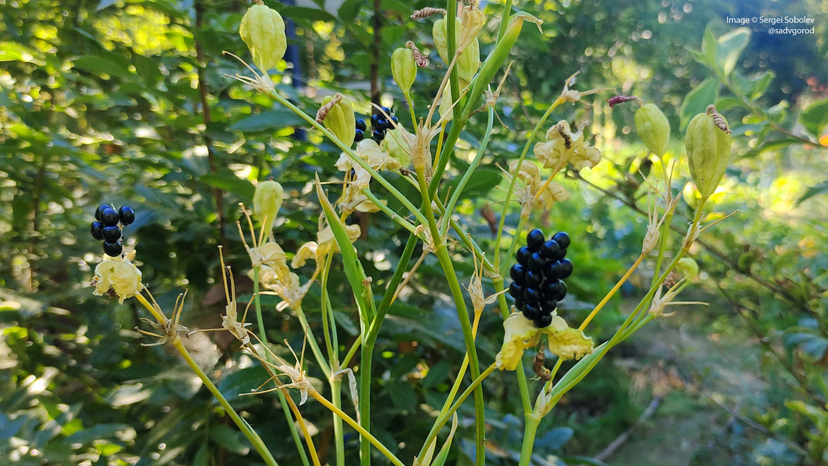 Созревшие семена видны когда созревают.
