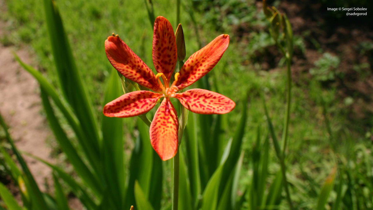 Ещё раз цветок крпным планом. Так, конечно, гораздо интереснее, чем видеть его на расстоянии.