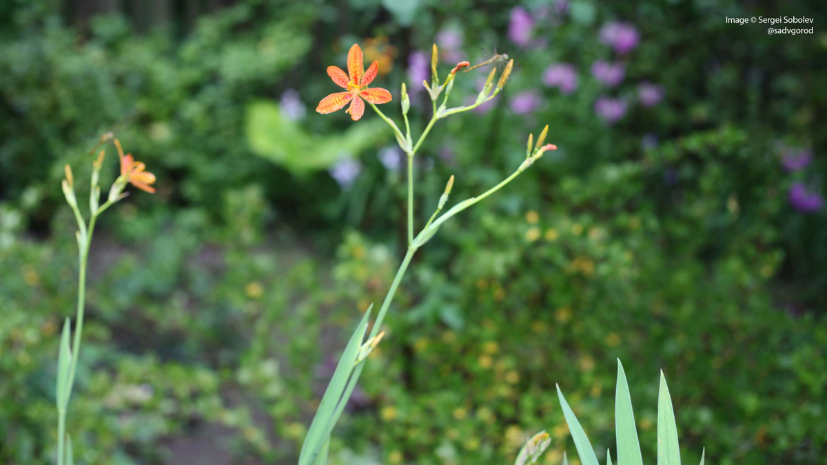 Вот так обычно выгляди цветущая ветвь целиком.