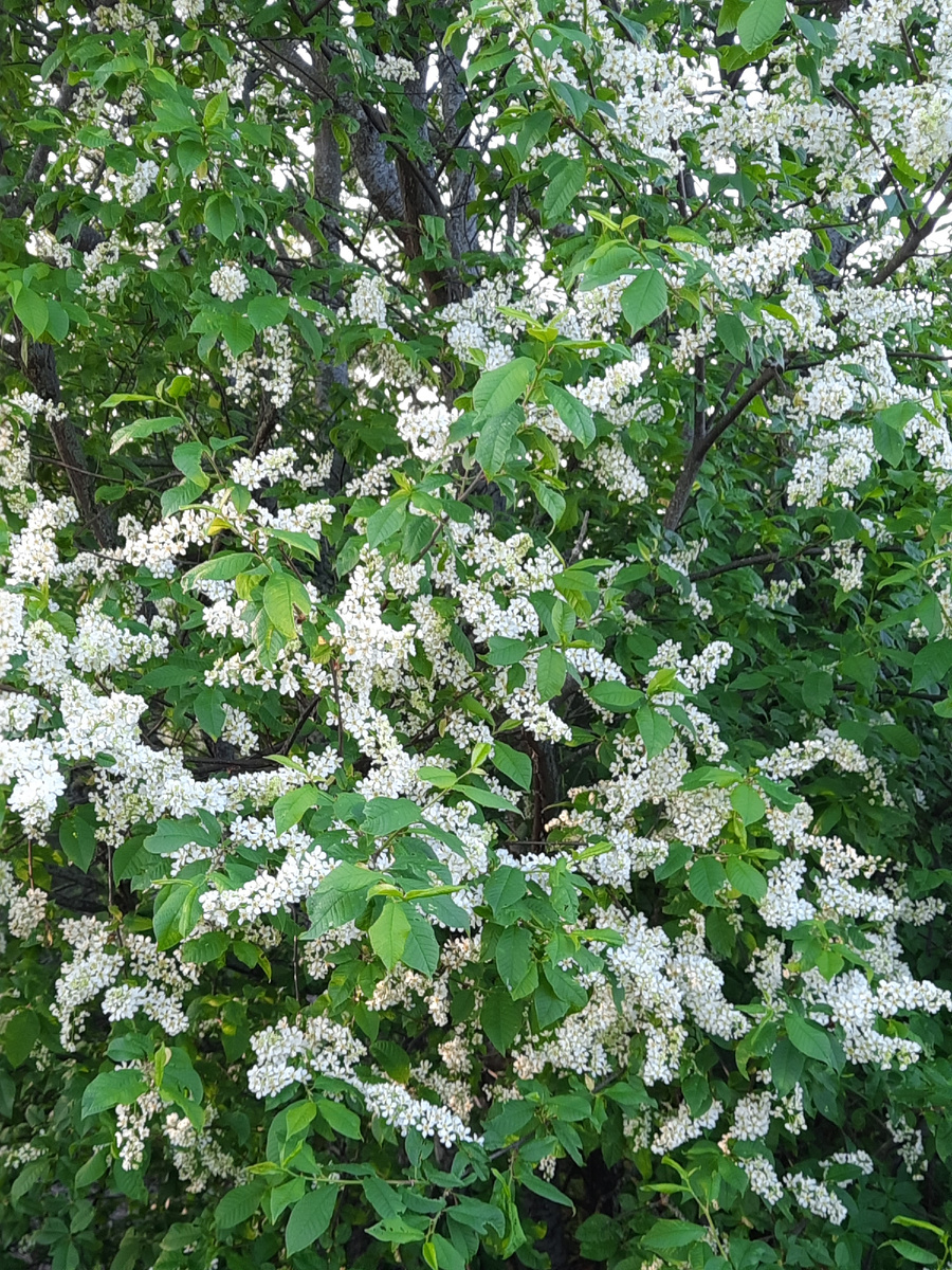 Черёмуха. Фото автора 