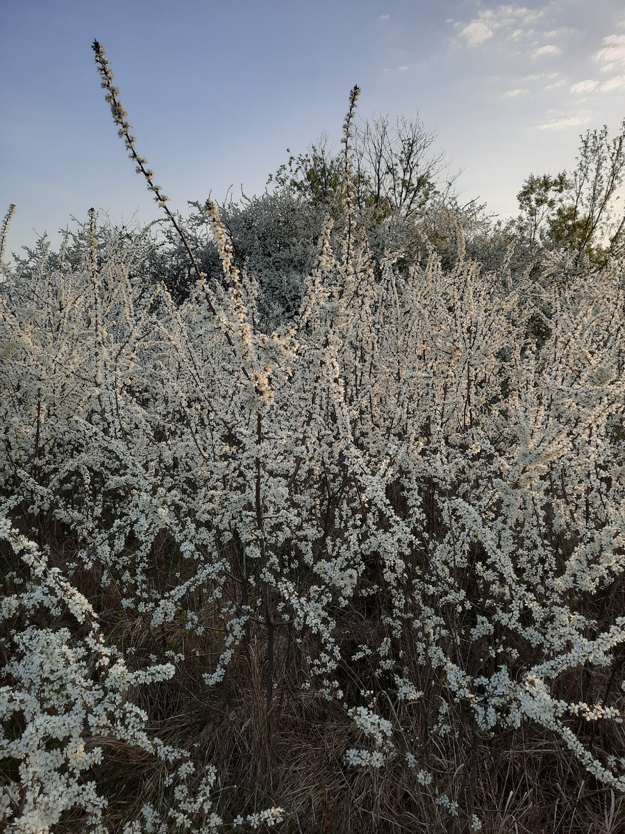 Тёрн. Фото автора 