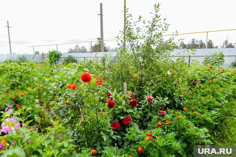 Роскачество предупредило о запрещенных растениях на дачах россиян
Фото: Вадим Ахметов © URA.RU