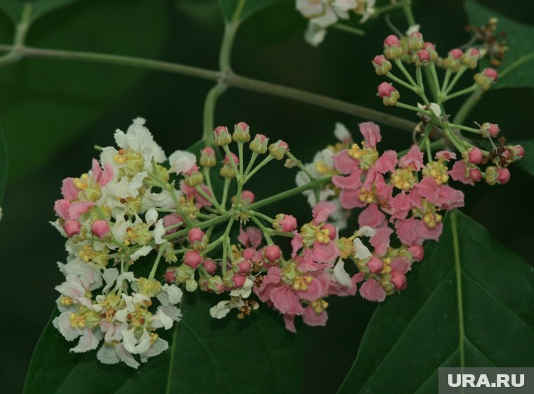 Банистериопсис каапи запрещен для выращивания на даче
Фото:Vojt?ch Zavadil/wikipedia.org/CC BY-SA 3.0