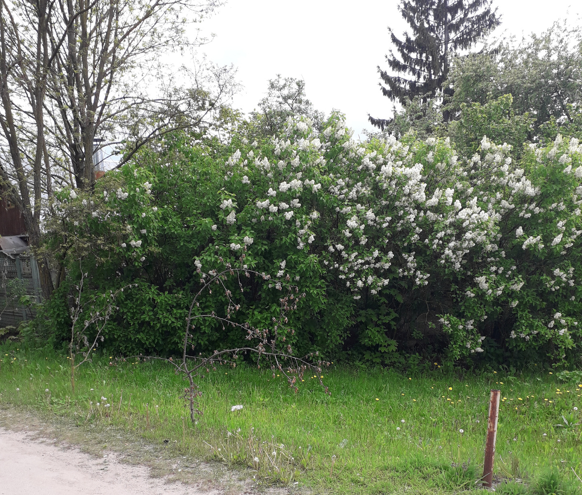 Фото из личного архива. Около дома, где живёт мама.