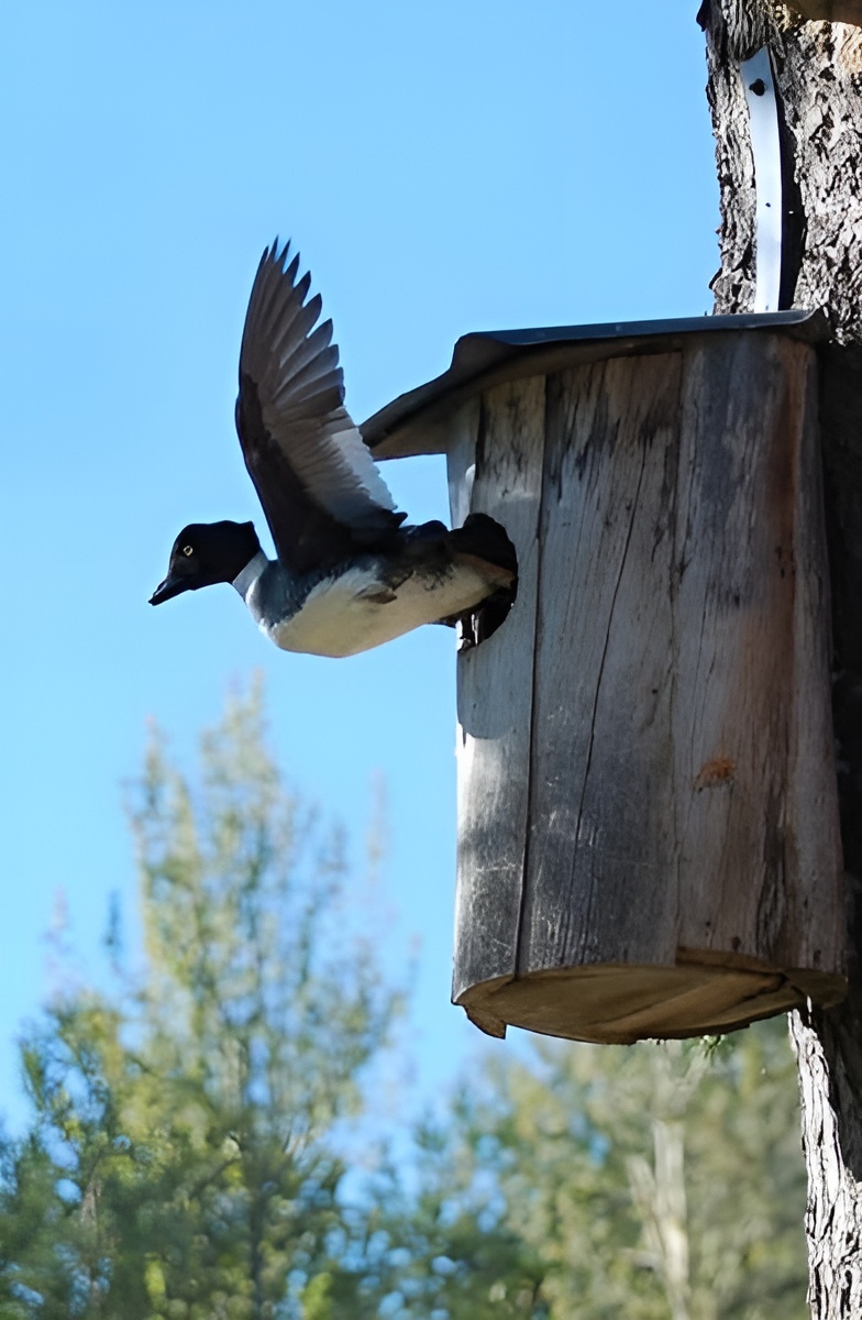 фото Karin Thorell. Самка гоголя прыгает из гоголятника