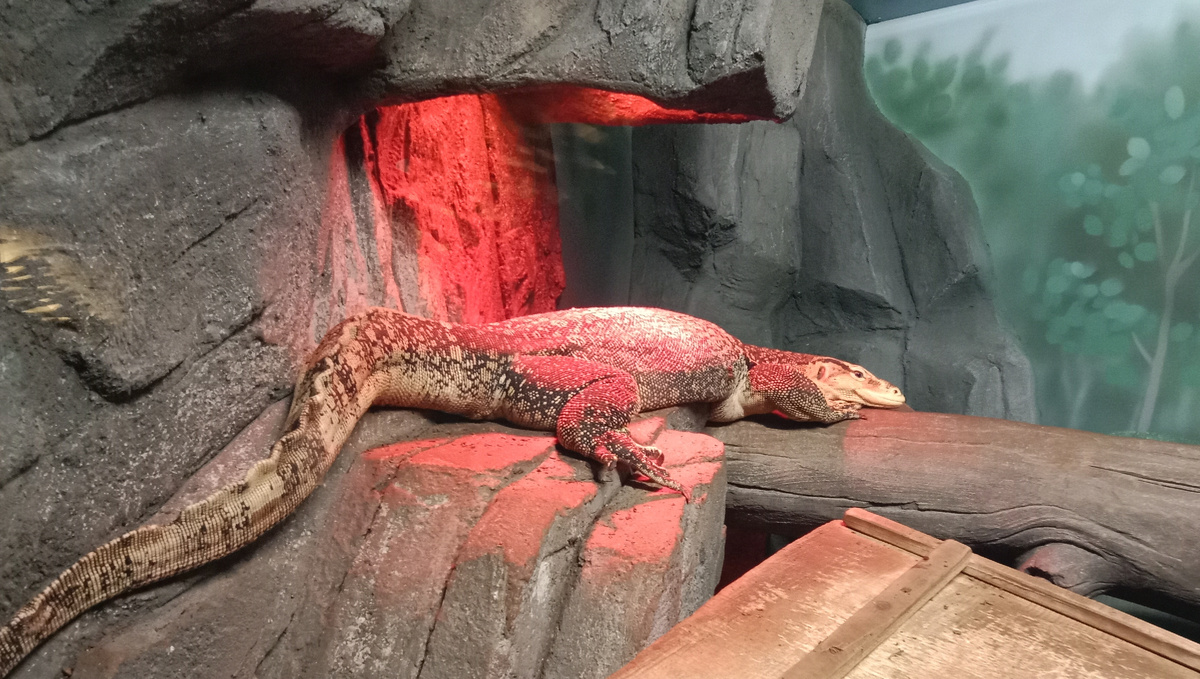 полосатый варан