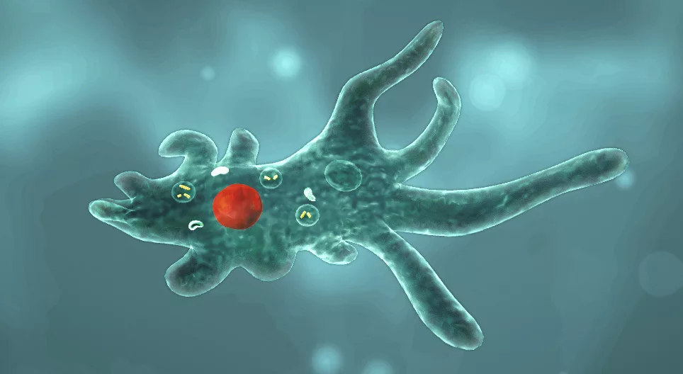 Амёба обыкновенная - Амёбозой