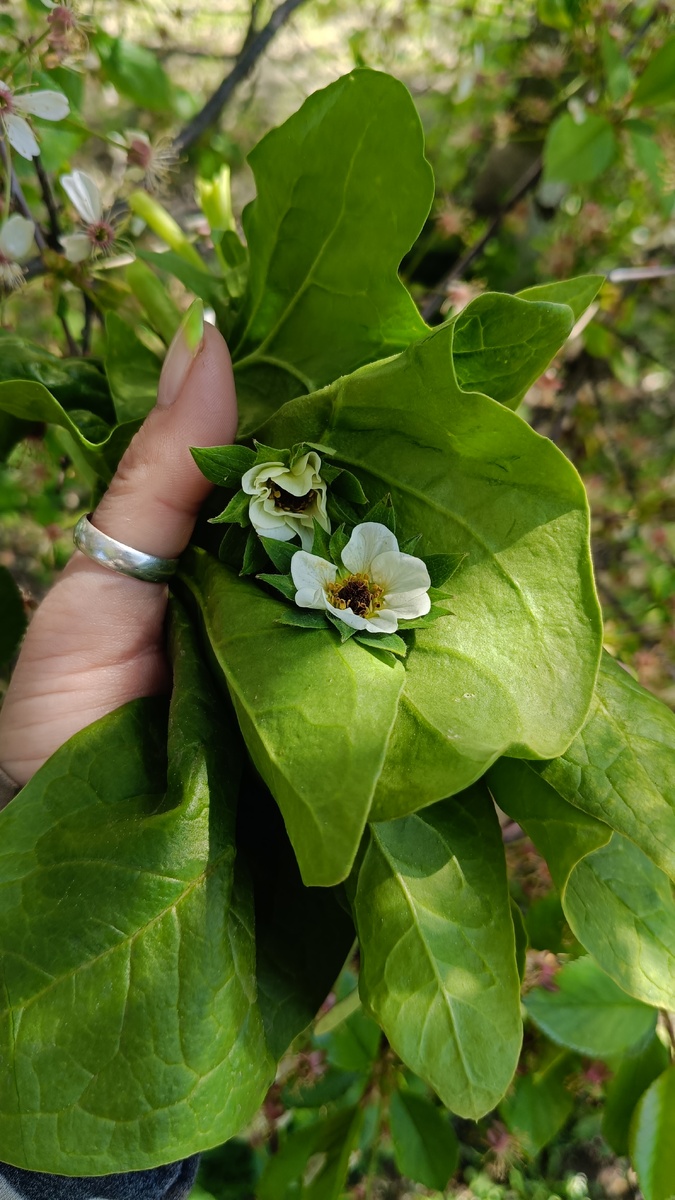 Пример черной сердцевины 