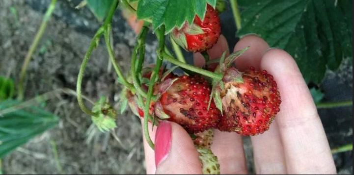 Сам вредитель крошечный, его трудно увидеть, но ходы оставляет характерные