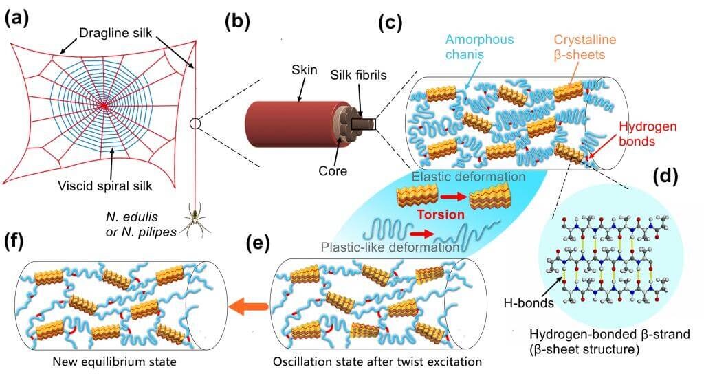    Химическое строение паутины. Источник изображения: nplus1.ru