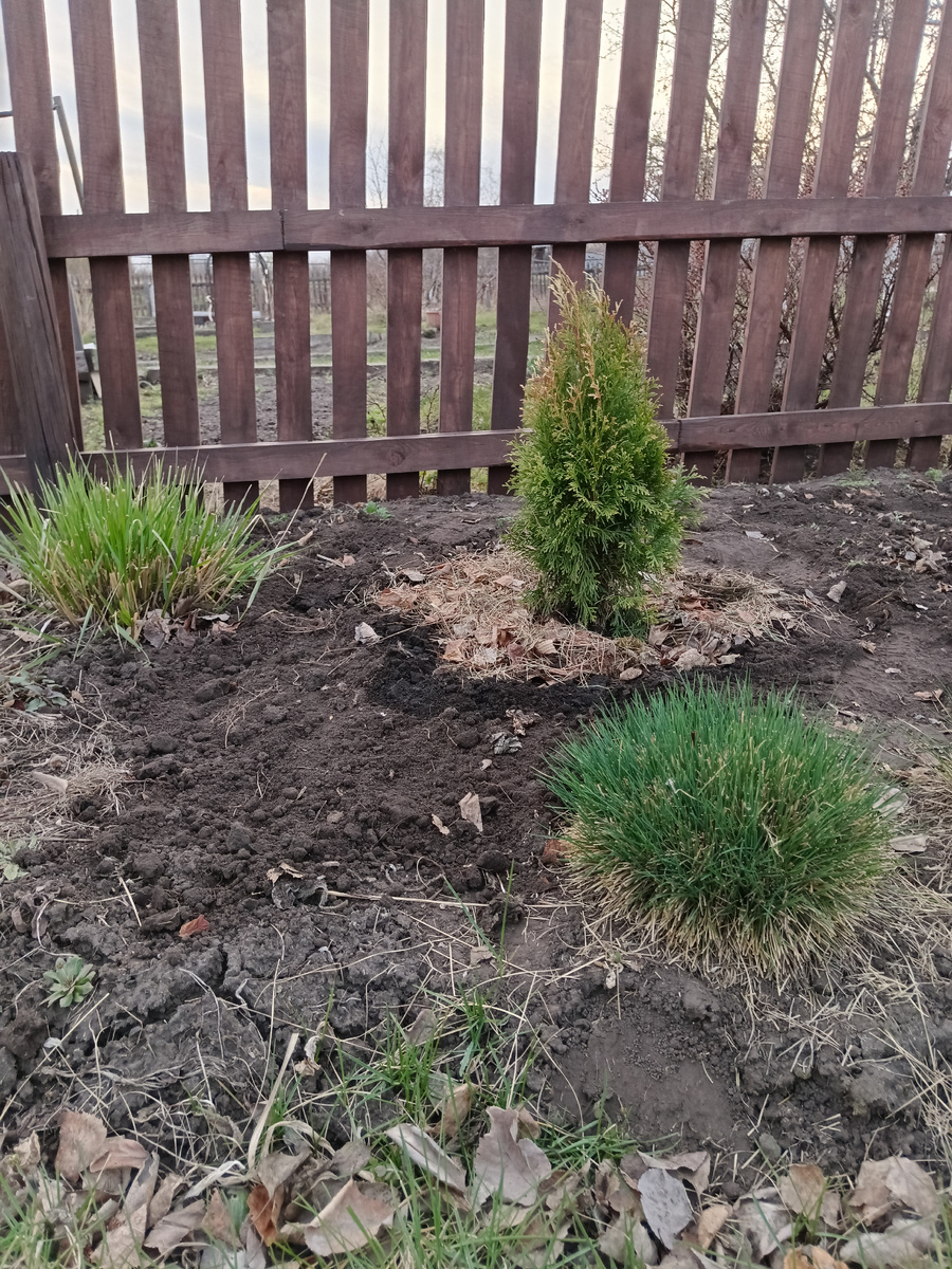 Туя пока ещё чуть выше злаков, но летом злаки обгонят её в росте / 2 фото –>