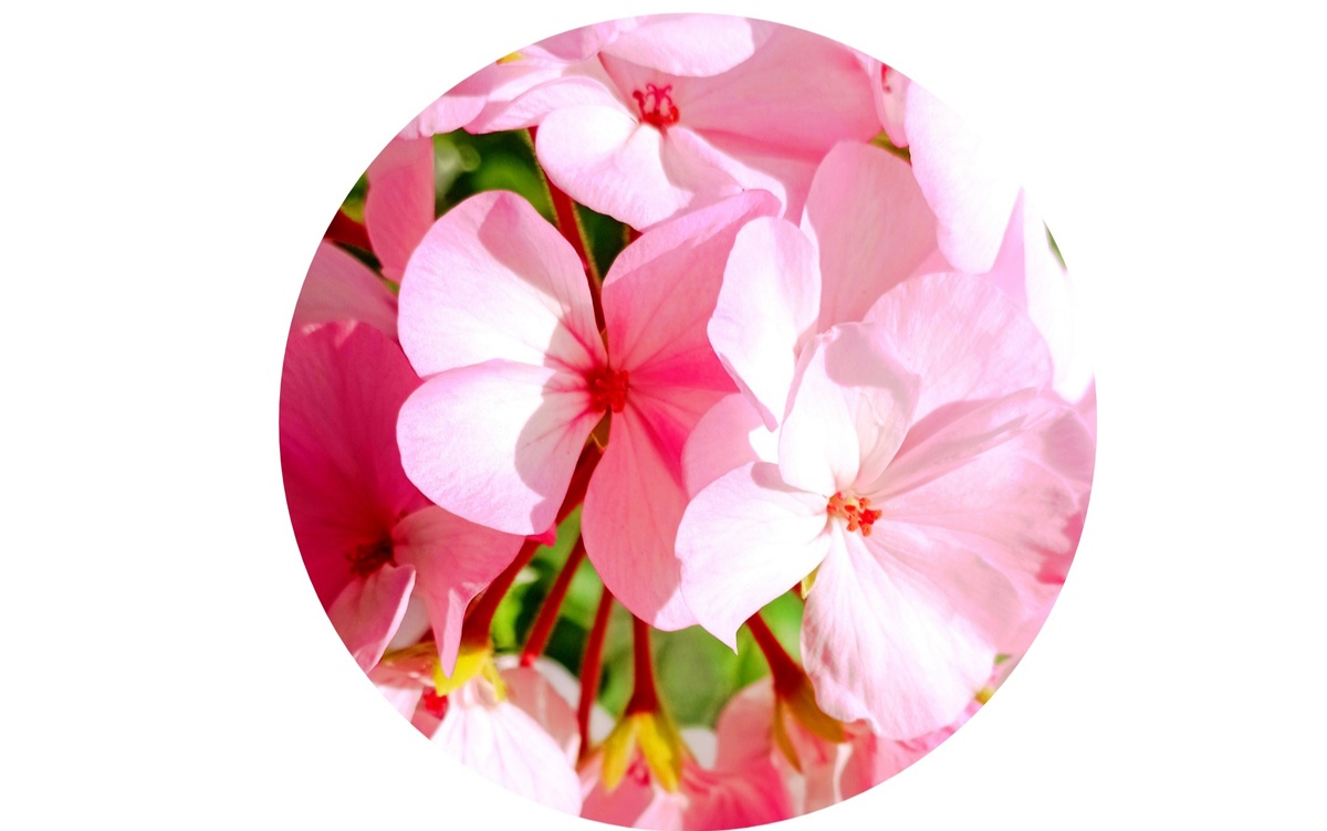 Коллаж автора. 