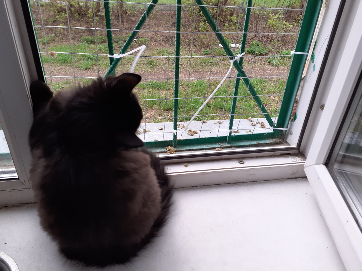 Мишка на окошке.