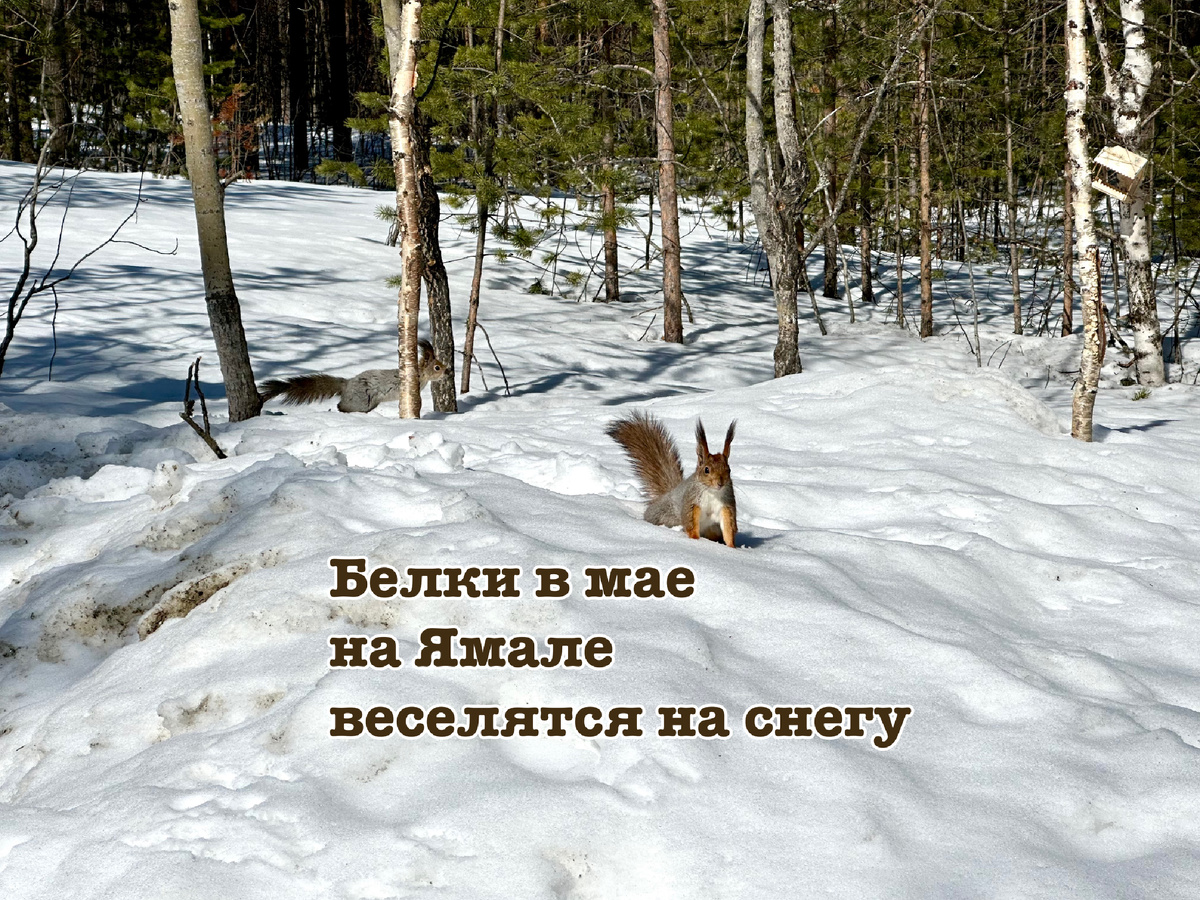 Белки в мае.