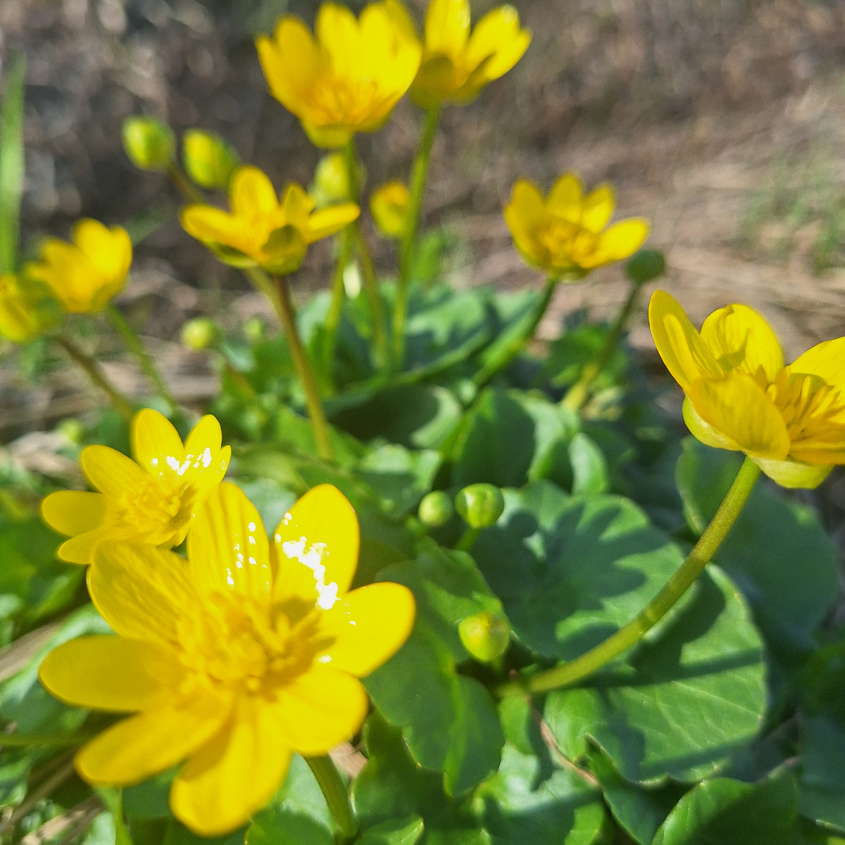 Чистяк весенний 