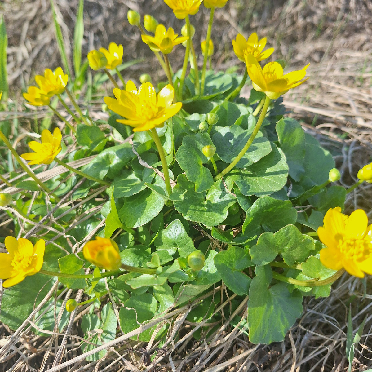 Чистяк весенний 