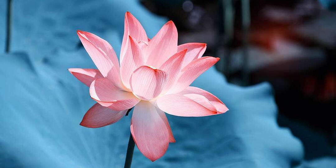 Что общего у сапфира падпараджа и цветка лотоса?