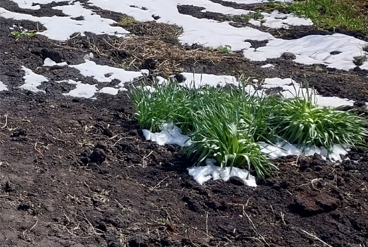  20 апреля. После снега. Нарциссы стойкие "оловяные солдатики"