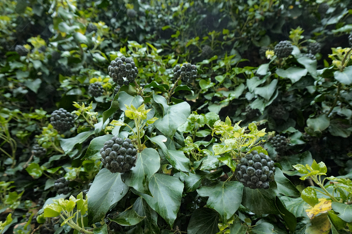 Ягоды в апреле. Фото автора.