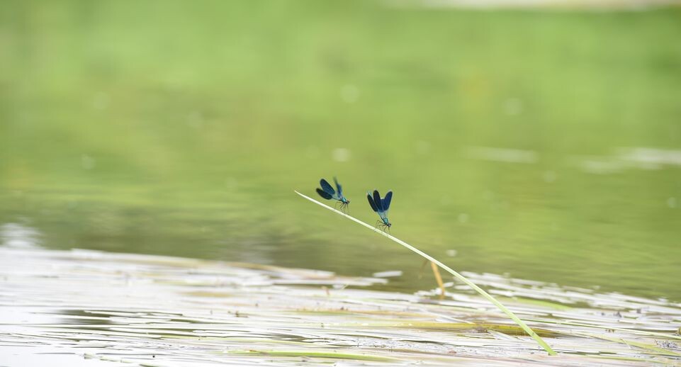    Медиасток.рф