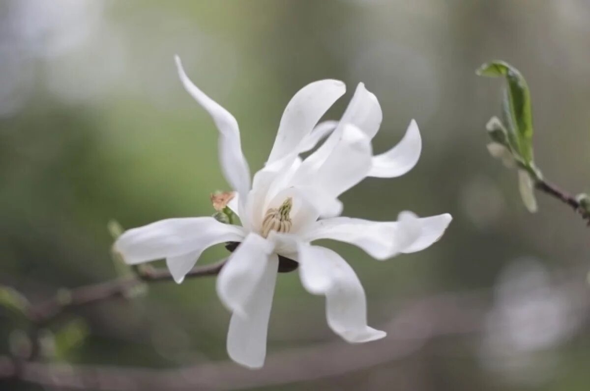    В Твери расцвела звездчатая Магнолия