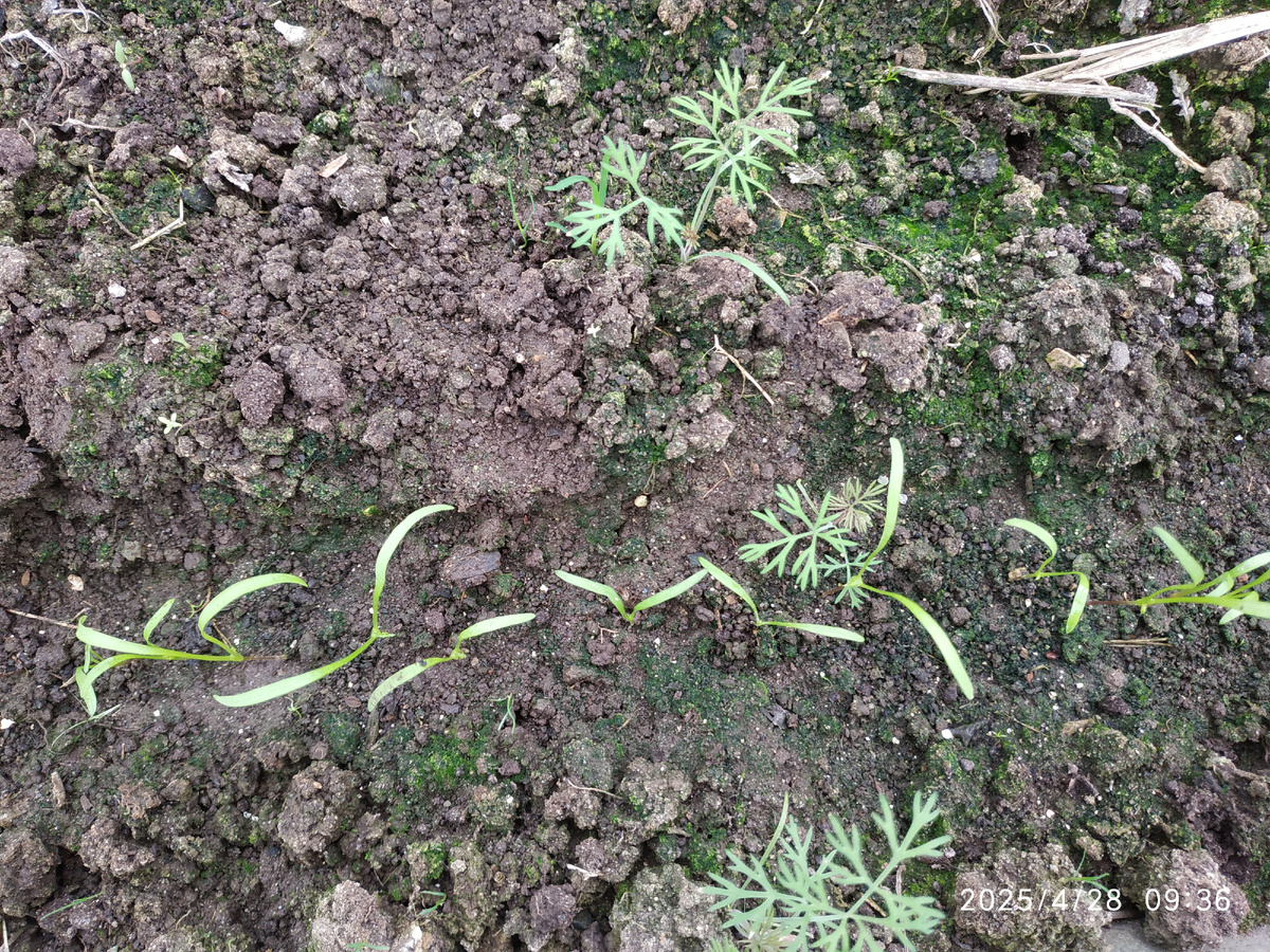 Морковь на ленточке взошла