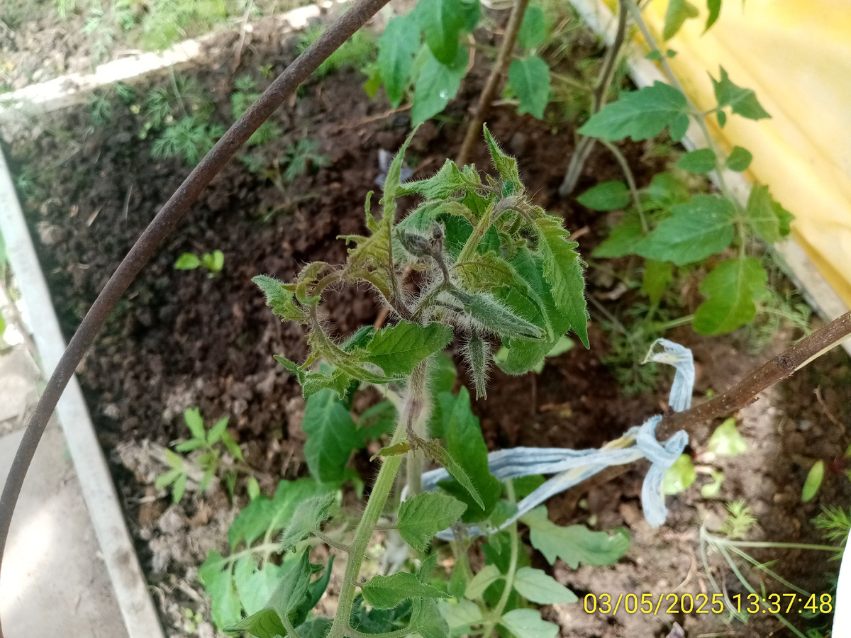 Томаты начали набивать бутоны