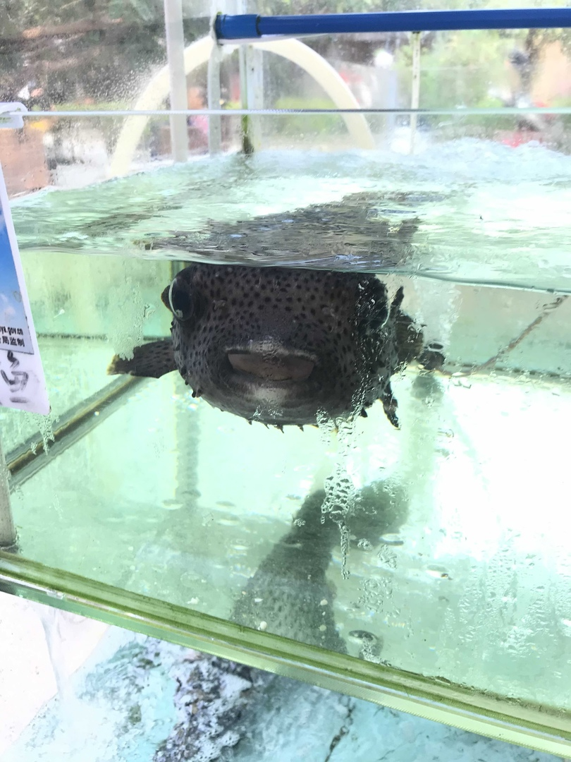 А некоторые морепродукты даже в свежем виде могут представлять опасность... Фото сделано на Хайнане в 2019 году.