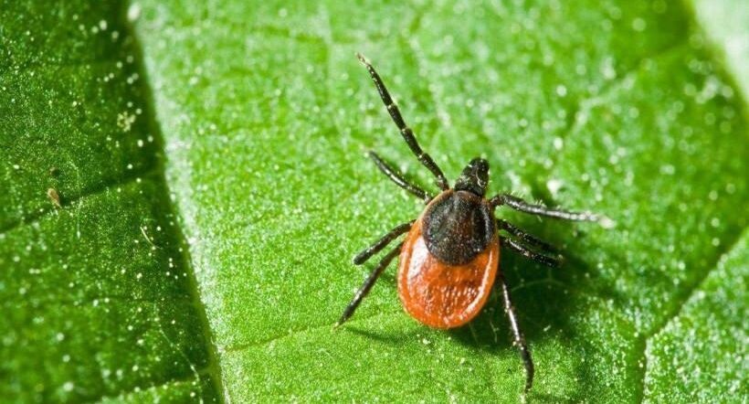    Пресс-служба Минздрава