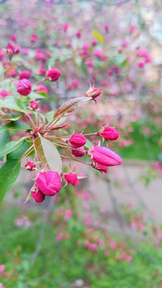 Розовые яблони, бутоны