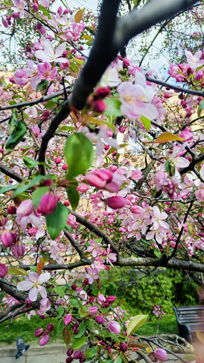 Вот такие прекрасные розовые яблони 