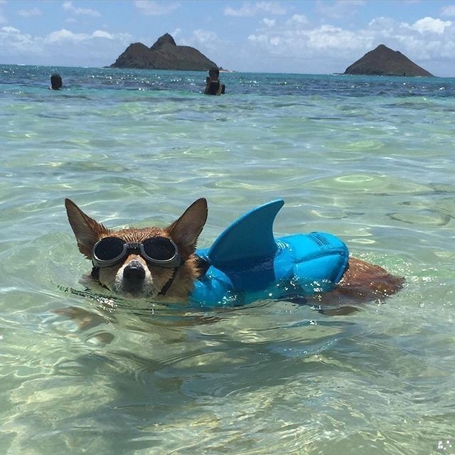 Опасная акува🦈
