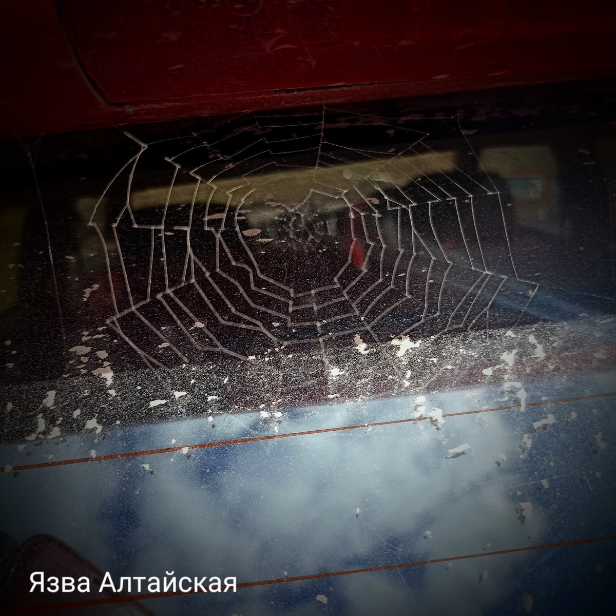 Паук- рукодельник наплел огромную паутину на заднем стекле моей машины. После поездки по грунтовой дороге её так чётко было видно, что не сделать фото было бы преступлением. Интересный кадр получился. Чуть-чуть отредактировала, чтобы чётче было. 