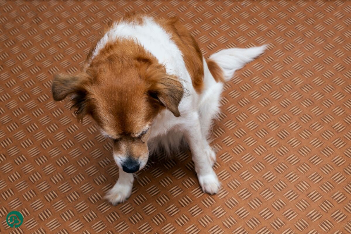 Собака отравилась 