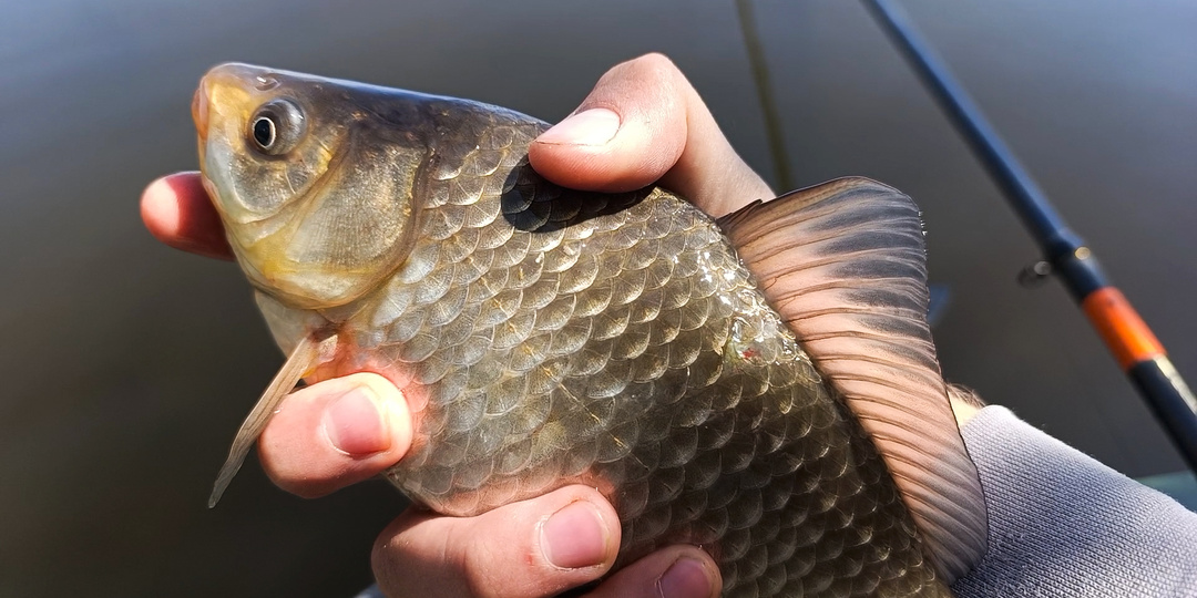 Нюанс, из-за которого на троих мы поймали едва ли десяток... А неделю назад карась здесь клевал в заброс!