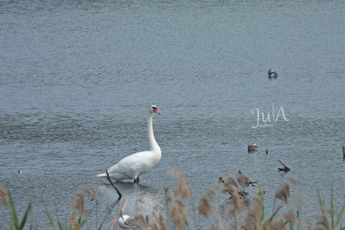 Так выглядит лебедь-шипун. Фото из другого места и не в тот день.