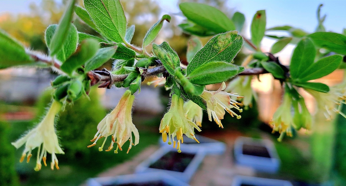 Весь сад еще спит, а жимолость цветет