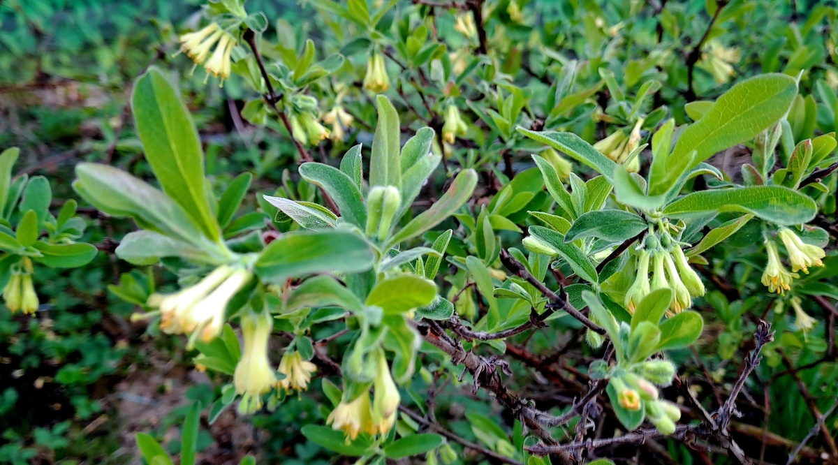 Сорт жимолости Бакчарский великан
