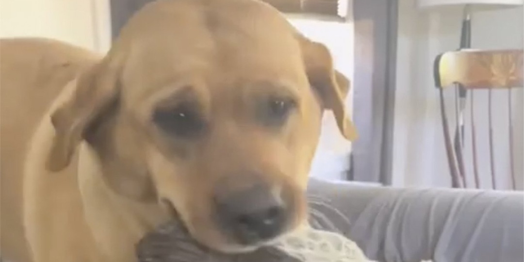 Собака не смогла смириться: у питомицы забрали малыша