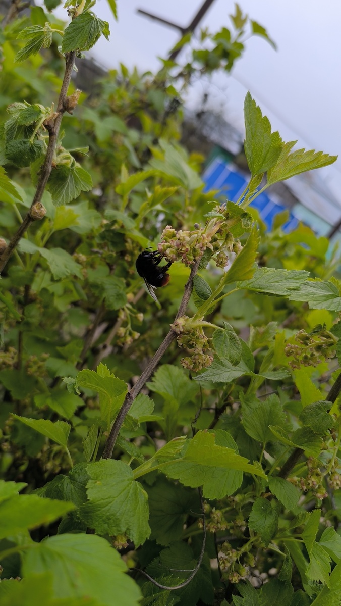 Гигантский толсты шмель активно работает на кусте черной смородины обеспечивает нам урожай.