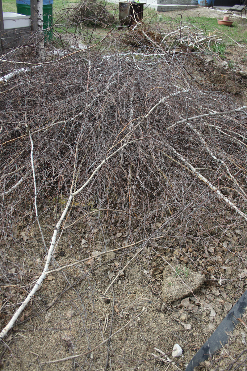 немаленькая куча веток от двух берез