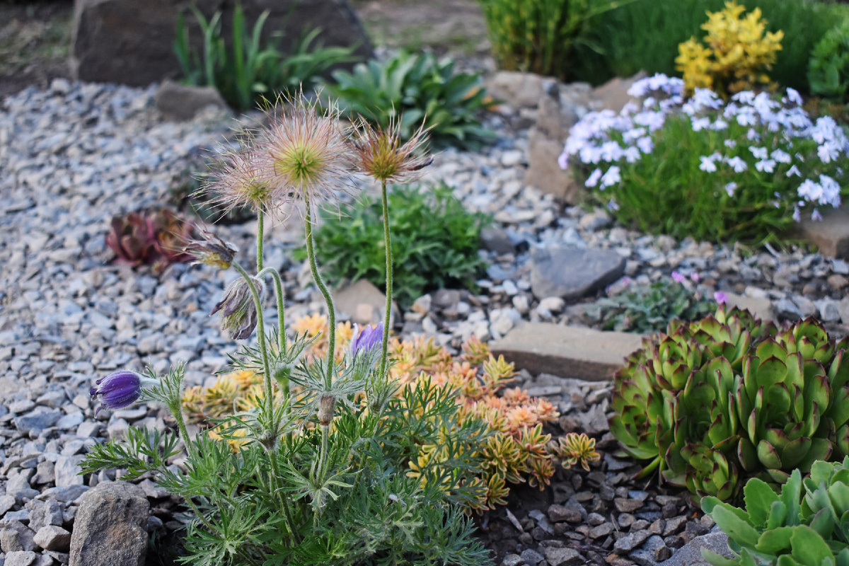 Прострел с цветами и семенами